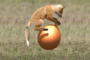 Admuv.gif