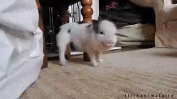 KfSzJQ.gif