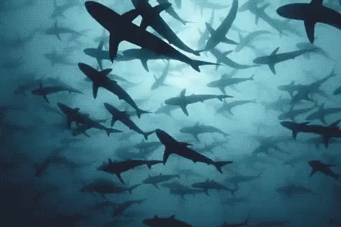 sharks swimming